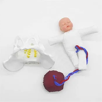 Mini Inimeste Naine Sünnituse Vaagna Tutvustamine -Loode Nabanööri Platsenta Anatoomia Õpetamise Mudel