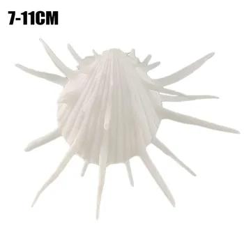 7-11cm Looduslikud Mere Chrysanthemum Merekarp Okkad Tuhat Kätt Conch Shell Valge Krüsanteem Shell 1TK