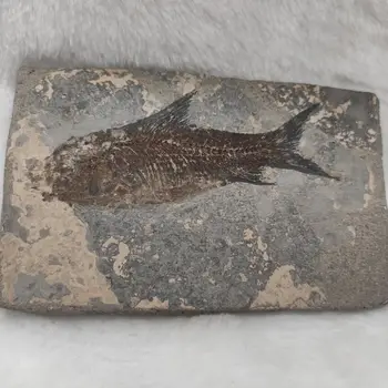 1tk Loomulik Jianghan kala Saba Fossiilsete Iidsed Kivistised Õpetamise Isendite Kogumine