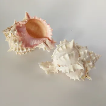 1tk Looduslikud Mere-Seashell roosa Conch Ornament Beach Pulmapidu Kesta Käsitöö Decor Mere Laine Heli Reklaamist Conch Lapsed Kingitusi