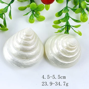 Mood White Conch Loomulik Conch Shell Jää Torni Kodu Pulm Sisustus Tükki Kala Tank Teenetemärgi Seascape Käsitöö-Dekoratsioon