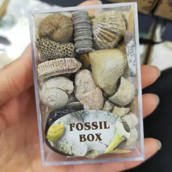 1 Karp Segatud Fossiilse Maagi Isendite Teadus Mineraal-Rock Muuseum Õpetamise Kruusa Isend Materjale, Naturaalne Kivi