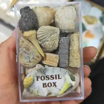 1 Karp Segatud Fossiilse Maagi Isendite Teadus Mineraal-Rock Muuseum Õpetamise Kruusa Isend Materjale, Naturaalne Kivi