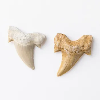 Looduslikust Kivist Megalodon Hamba Fossiilsete Teenetemärgi Fossiilsete Hai Hammaste Mere-Bioloogia Teadus Õpetamise Näidis