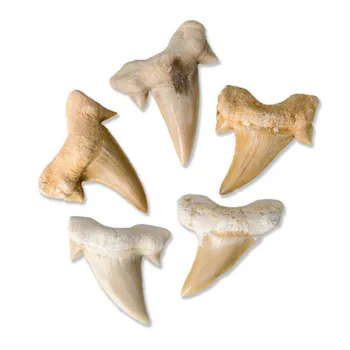 Looduslikust Kivist Megalodon Hamba Fossiilsete Teenetemärgi Fossiilsete Hai Hammaste Mere-Bioloogia Teadus Õpetamise Näidis