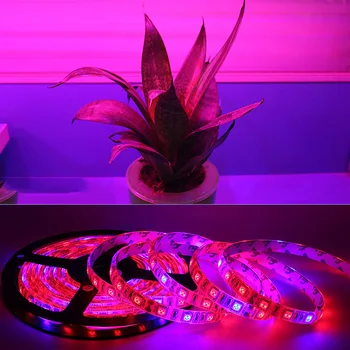 5M 300LEDs LED Füto Lambid Täieliku Spektri LED Grow Light 5050 LED Riba Veekindel Kasvab Tuled Kasvuhoone Hüdropooniline taim