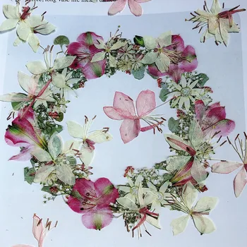 12tk/kott Gaura Lindheimeri Pressitud Kuivatatud Lilled Vaik Naturaalne Kuivatatud Lille Vaik Ehted Tegemise Seebi ja Küünla Tegemine