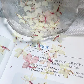 12tk/kott Gaura Lindheimeri Pressitud Kuivatatud Lilled Vaik Naturaalne Kuivatatud Lille Vaik Ehted Tegemise Seebi ja Küünla Tegemine