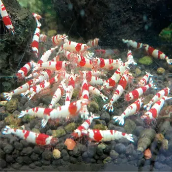 1 Kott Kala Toidu Crystal Krevetid Akvaariumi Kala Tank Kala, Nisu Varre Bakterid Vitamiinid, Toitumine Hea Kasvatamiseks
