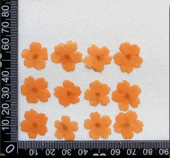 60pcs Pressitud Kuivatatud 1-2cm Mini Verbena Lill Taimede Herbaarium Ehted Postkaart Kutse-Kaardi Telefoni Juhul Järjehoidja DIY