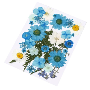 Mitmevärviline Reaalne Pressitud Kuivatatud Lilled DIY Konserveeritud Lille Kaunistused Kunst