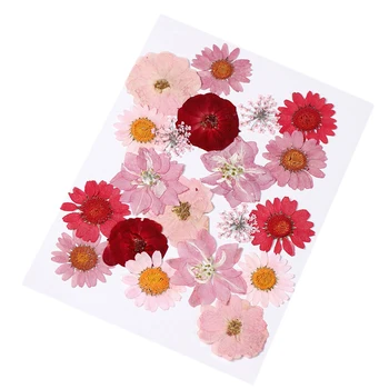 Mitmevärviline Reaalne Pressitud Kuivatatud Lilled DIY Konserveeritud Lille Kaunistused Kunst