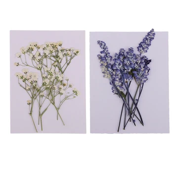 20x Pressitud Kuivatatud Lilled Reaalne Babysbreath Salvei DIY Scrapbooking Kunst, Käsitöö