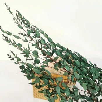 20G Loomulik Eukalüpti Lehed Kuivatatud Lill Reaalne Taim DIY Pulm Kodu Aia Kaunistamiseks Väljas Oksad, Varred