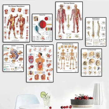 Inimese Anatoomia Lihaste Süsteem, Kunsti Lõuend Maali, Body Art Pilt ja Plakat Teenetemärgi Pere, Meditsiini, Hariduse, Frameless