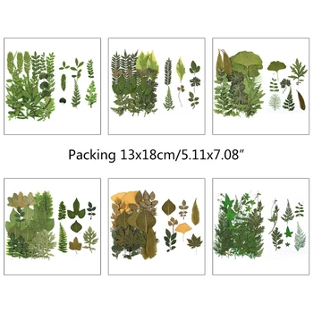 Pressitud Tõeline Leaf Kuivatatud Taimede Valik Herbaarium Leht DIY Vaik Kunst Käsitöö Ehted Kaunistamise Tarvikud