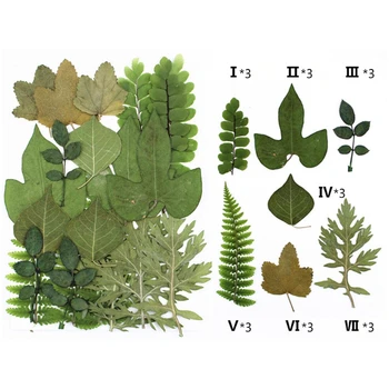 Pressitud Tõeline Leaf Kuivatatud Taimede Valik Herbaarium Leht DIY Vaik Kunst Käsitöö Ehted Kaunistamise Tarvikud
