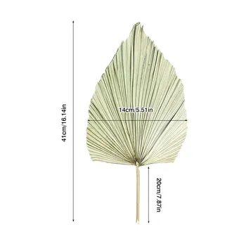 1tk Kuivatatud Lill Loomulik Pu Fänn Leht DIY Kodu Kauplus Ekraanil siseviimistlusmaterjalid Säilinud Lehed Palm Tree Pulmad Decor
