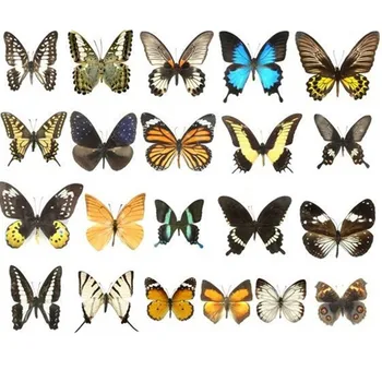 10tk päris loomulik, prismad, liblikas isend kunst materjal segatud värvikas lepapillon home decor diy