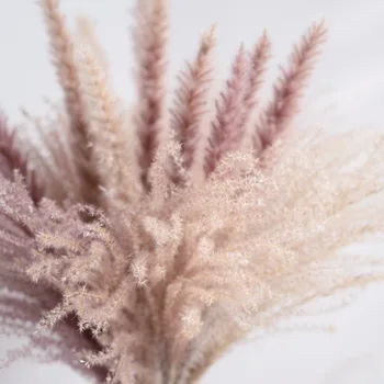 Tõeline Nisu Teenetemärgi Loomulik Pampas Küüliku Saba Rohu Kuivatatud Lilled Pulmapidu DIY Käsitöö Typha Lagurus ovatus Phragmites