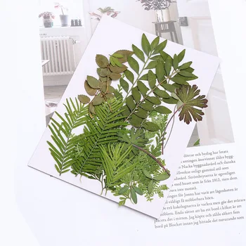 4 Stiilis Pulmapidu Kodus Kaunistused Loomulik Pressitud Lille Lehed Taimede DIY Käsitöö Aroomiteraapia Küünla Decor Tarvikud