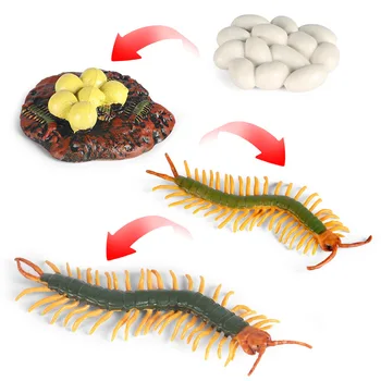 Centipede Elu kasvutsükli Simulatsiooni Putukad Mudel Teadus, Haridus Mänguasjad Lastele Bioloogia Õpetaja Õpetamise Vahendid