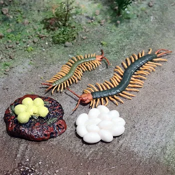 Centipede Elu kasvutsükli Simulatsiooni Putukad Mudel Teadus, Haridus Mänguasjad Lastele Bioloogia Õpetaja Õpetamise Vahendid