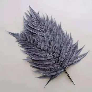 10tk/ Natrual Kuivatatud Sõnajalad Leaf Alpinia Serrulata DIY Materjali Esteetiline Tuba Decor Plantas Naturales