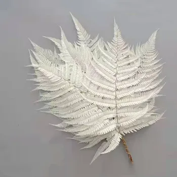 10tk/ Natrual Kuivatatud Sõnajalad Leaf Alpinia Serrulata DIY Materjali Esteetiline Tuba Decor Plantas Naturales