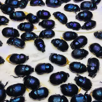 1 tk Dung beetle labidas beetle putukate isend Haridus-Õpetamine / Looduslik Proov Teenetemärgi