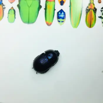 1 tk Dung beetle labidas beetle putukate isend Haridus-Õpetamine / Looduslik Proov Teenetemärgi