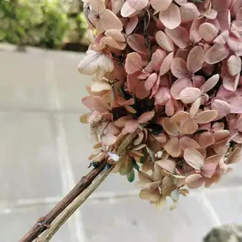 15-20cm lill Peas,Konserveeritud Reaalne Hydrangea, mille vars,Gradient Värvi Pleisse ekraan lilled Pulmapidu Home Decor